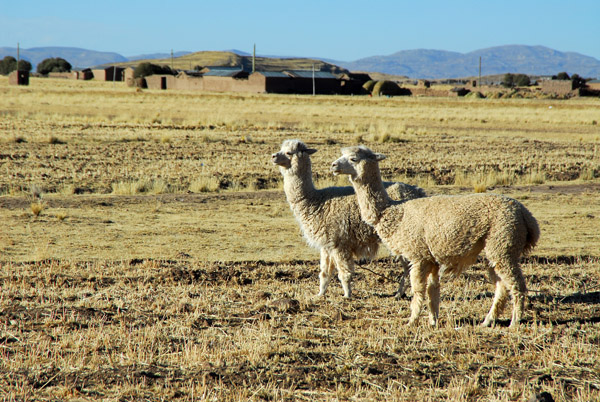 Alpaca...tasty tasty