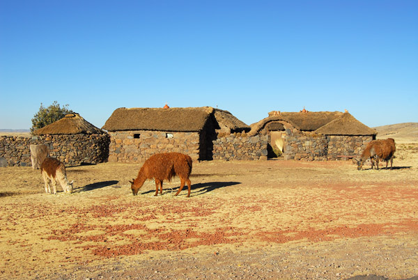 Llamas grazing in front of a traditional enclosure