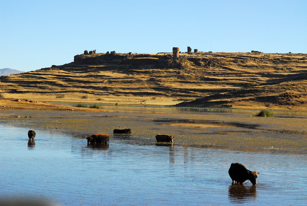 Cattle wading in the Lake Umayo below Sillustani