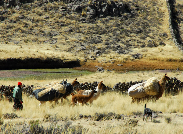 Pack llamas outside Tiquillaca