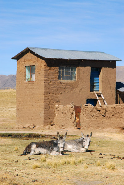 House with donkeys