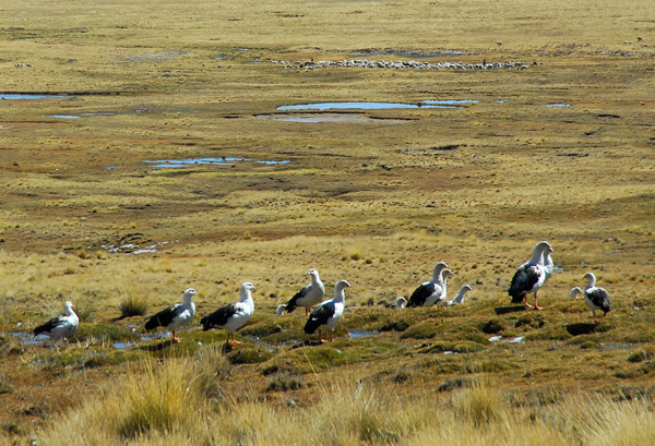 A flock of Andean Geese (Chloephaga melanoptera)