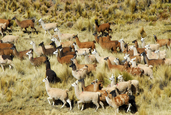 Large Llama herd, Santa Lucia