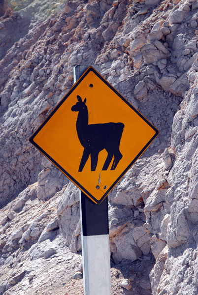 Llama crossing, Peru