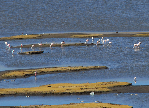 Flamingos in an Altiplano pond, Peru