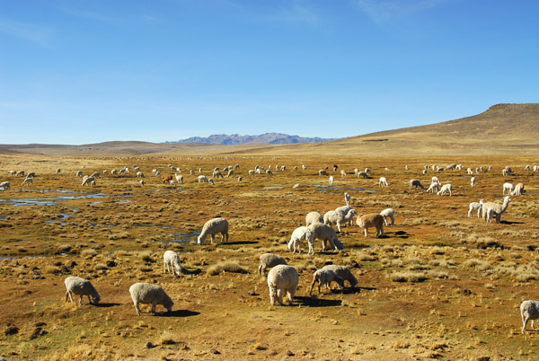 Mixed flock of sheep and alpaca