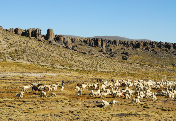 The local people are still able to graze their flocks within the reserve boundaries