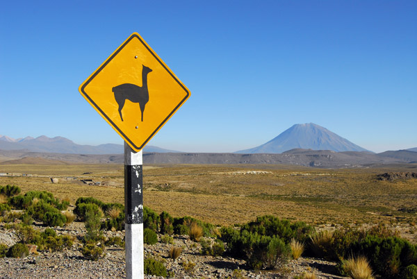 Vicua wildlife sign with El Misti, Reserva Nacional Salinas y Aguada Blanca