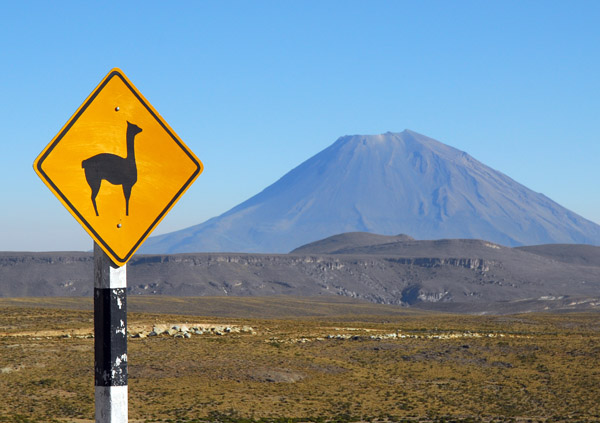 Vicua wildlife sign with El Misti, Reserva Nacional Salinas y Aguada Blanca