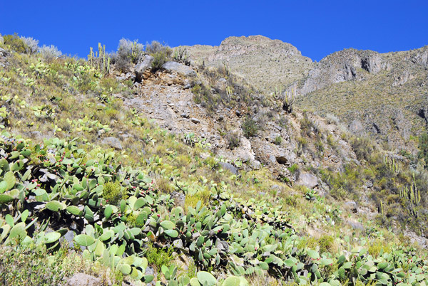 Cactus, Valle del Colca