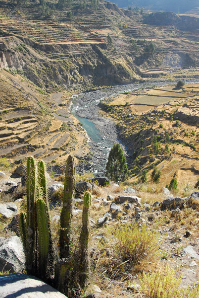 Cactus and the Colca River