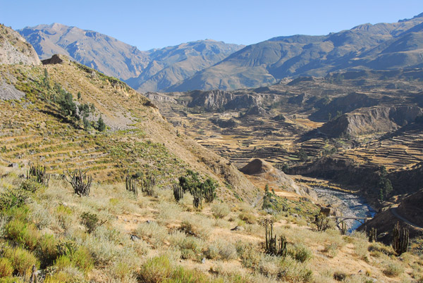 Terraced fields around the Colca Valley