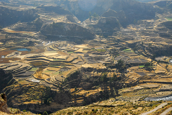 Terraced fields on the Colca Valley floor