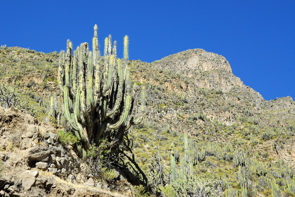 Cactus, mountain and blue sky, Valle del Colca