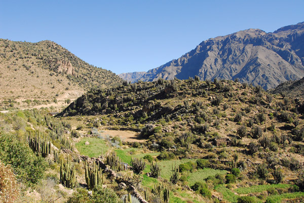 Landscape with cactus, Colca Valley