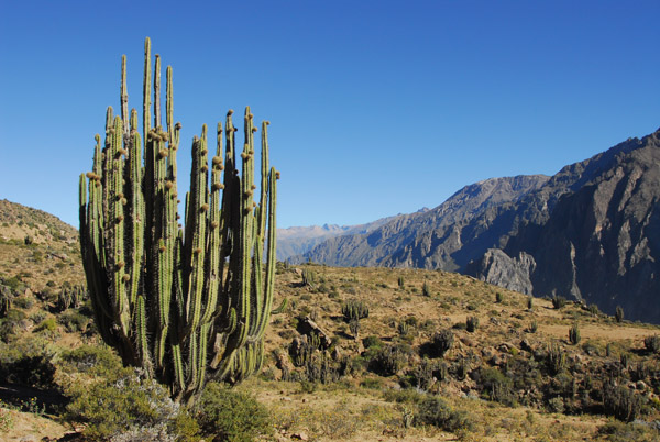 Large organ pipe type cactus, South rim, Colca Canyon