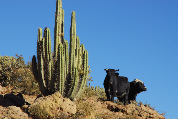 Cattle and cactus, Colca Canyon