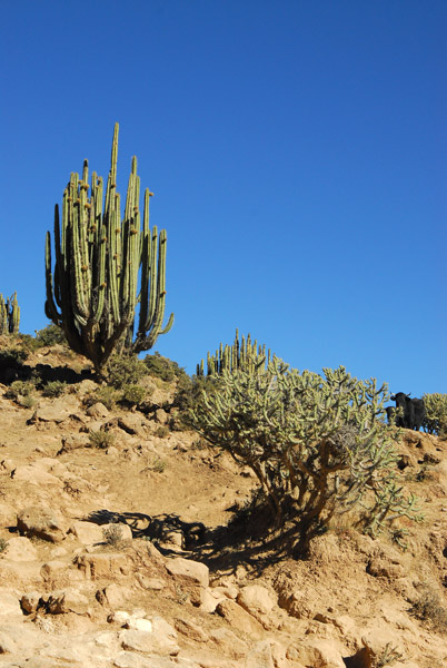 Cactus, Colca Canyon