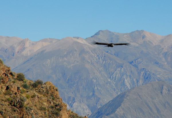 Andean Condor arriving right on scheule around 10 am