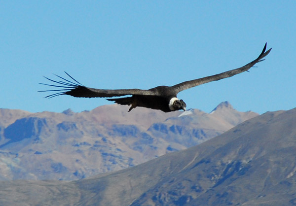 Andean Condor (Vultur gryphus) in flight, Cruz del Condor, Colca Canyon