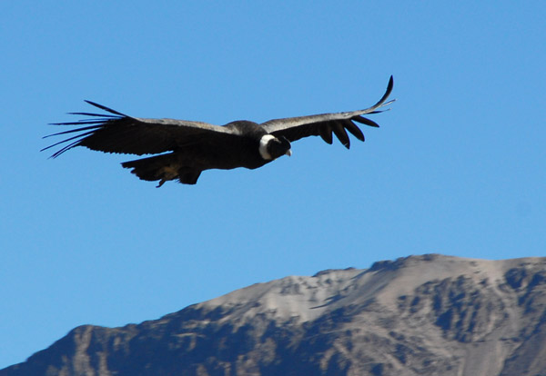 Andean Condor (Vultur gryphus) in flight, Cruz del Condor, Colca Canyon