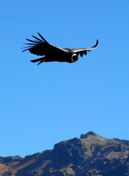 Andean Condor in flight