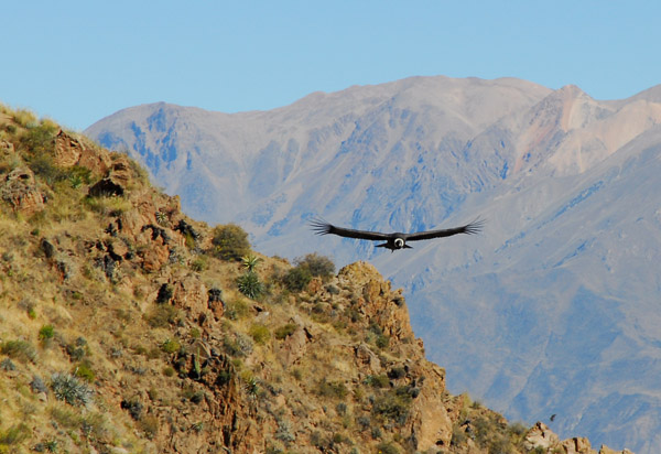 Mirador Cruz del Condor, Colca Canyon
