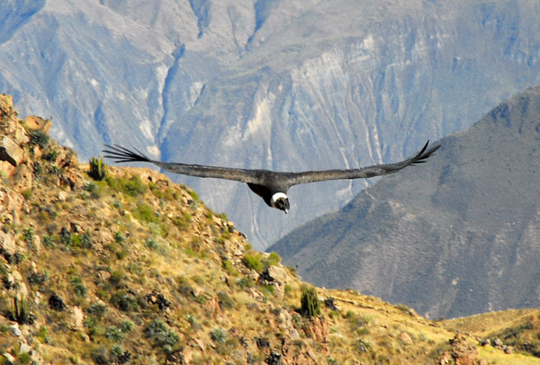 A full grown Andean Condor weighs up to 33 lbs