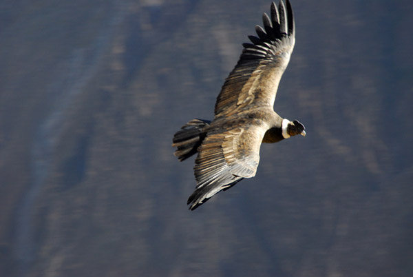 Soaring Andean Condor, Colca Canyon