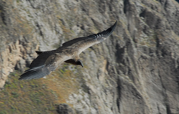 Supposedly, the Condors appear every morning for several hours at Cruz del Condor, Colca Canyon