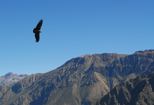 Condor in flight, Cruz del Condor