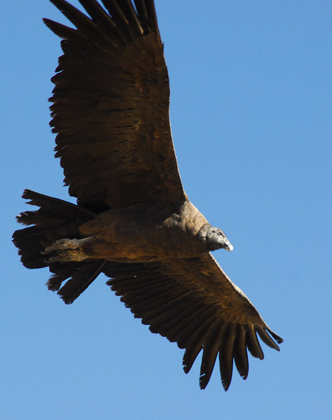 Close-up of an Andean Condor in flight