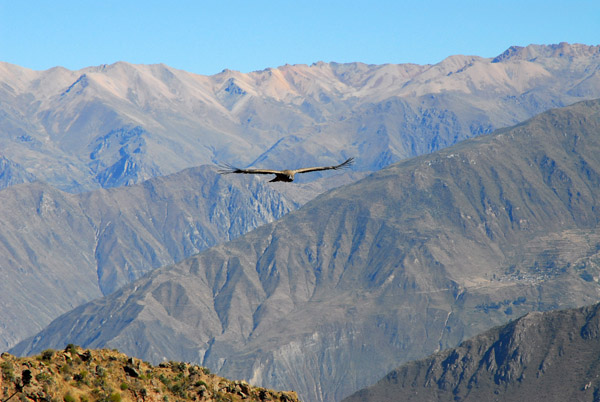 Cruz del Condor, Colca Canyon