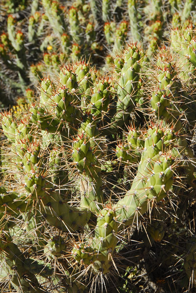Cactus, Colca Canyon