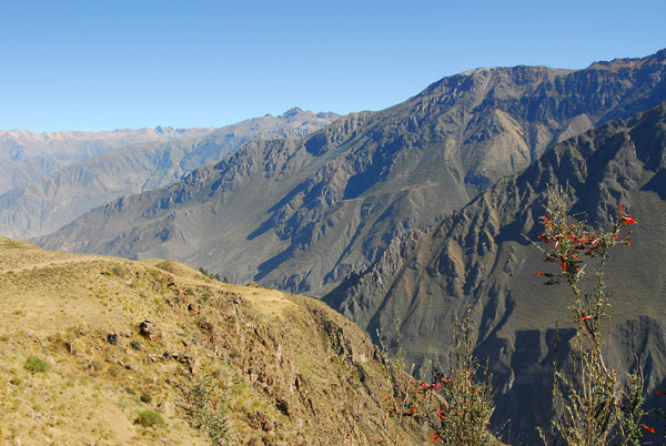 Cruz del Condor, Caon del Colca