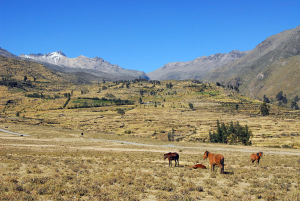 Horses near Cabanaconde