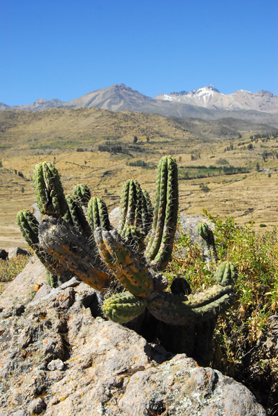 Cactus, Valle del Colca