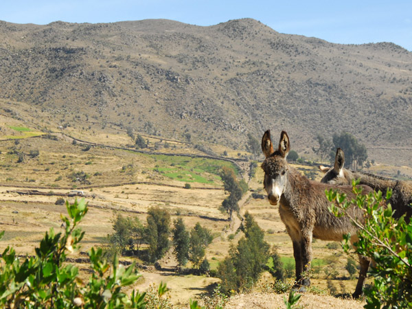 Donkeys, Colca Canyon