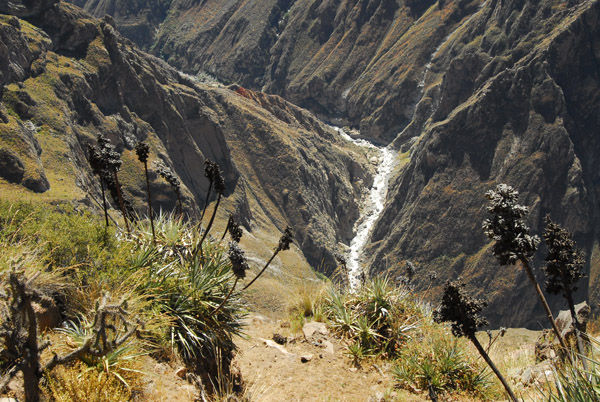Colca River at the bottom of Colca Canyon