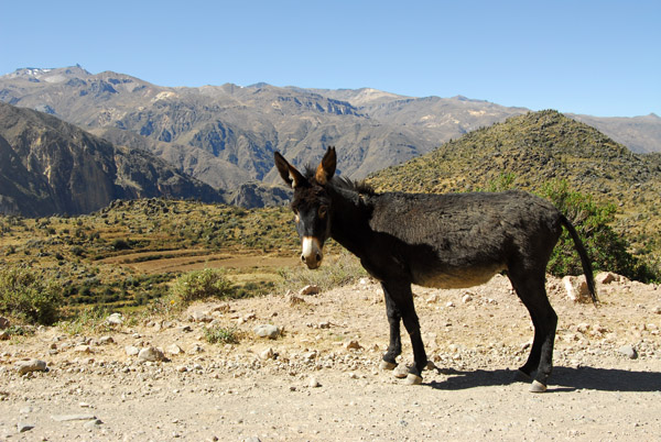 Donkey, south rim road, Colca Canyon