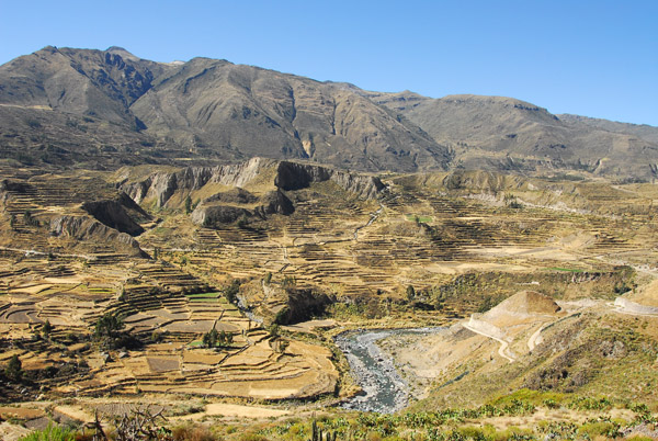 Colca River with terraced fields, Colca Valley