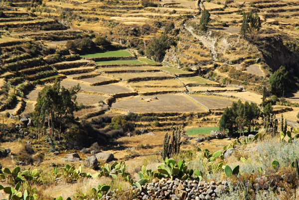 Centuries-old terraced fields, Colca Valley