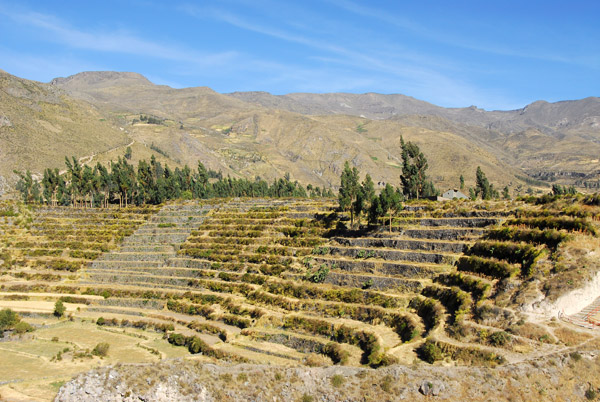 Terraced fields on the North Rim, Colca Canyon