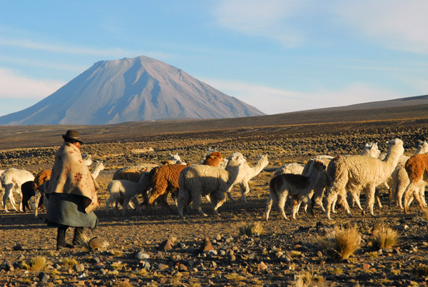 Herd of alpaca with Volcan Misti