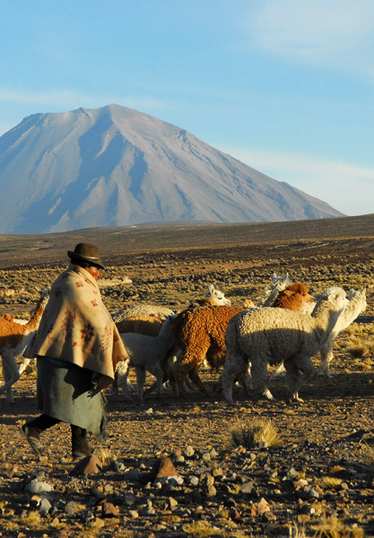 Herd of alpaca with Volcan Misti