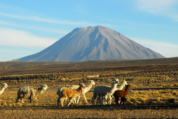 Herd of alpaca with Volcan Misti
