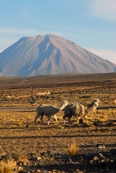 Alpaca and Volcan Misti