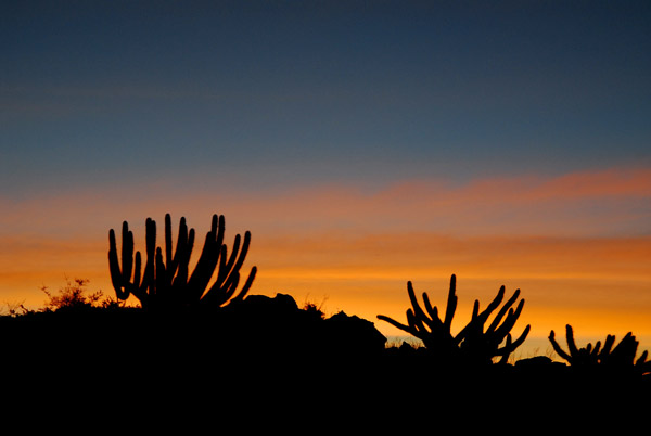Silhouettes of cactus outside Arequipa