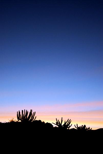 Silhouettes of cactus outside Arequipa