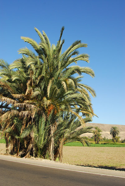 Palms along the Panamericana, Palpa